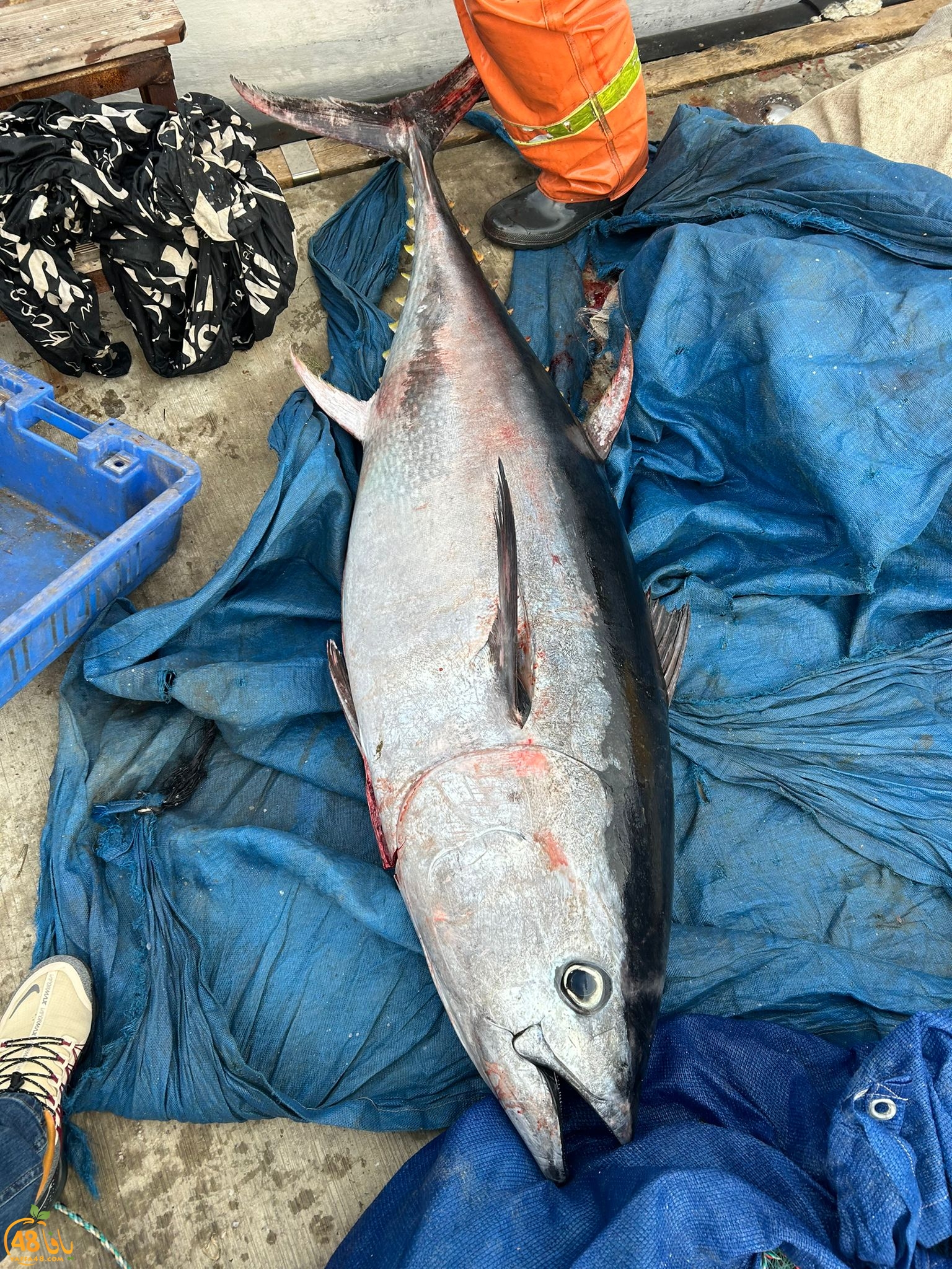  فيديو: اصطياد سمكة تونة كبيرة قبالة شواطئ يافا 